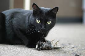 A cat with a dead mouse.