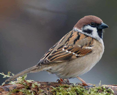 A cat with a dead mouse.